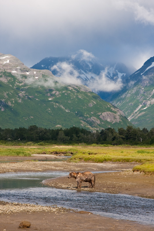 Grizzly Bear And Kejuik Mountains